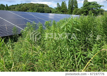 Solar power plant affected by weeds 67197776