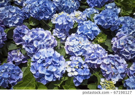 Hydrangea flowers in garden     67198127