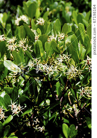 Flowers 67198164