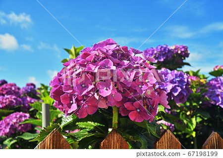 Hydrangea flowers in garden Hydrangea flowers in garden 67198199