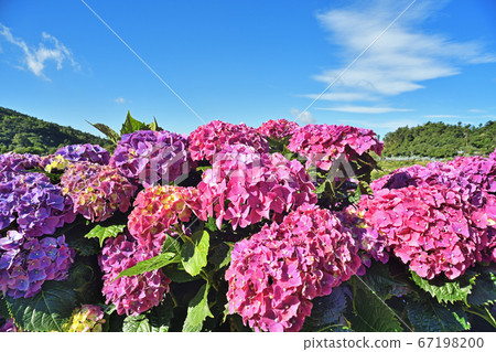 Hydrangea flowers in garden Hydrangea flowers in garden 67198200