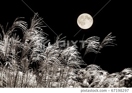 Full Moon and Susuki Full Moon and Susuki 67198297