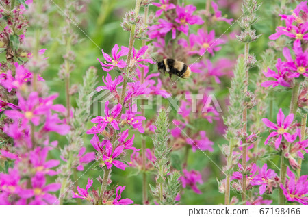 味ha盛開 67198466