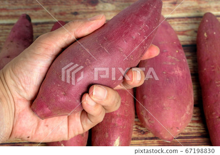 Hand holding a sweet potato 67198830