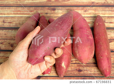 Hand holding a sweet potato 67198831