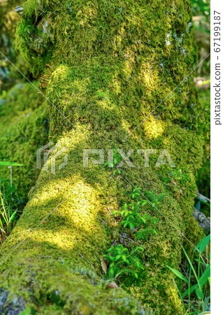 生長在長滿青苔的倒下的樹木上的新芽@奈良小田原山 67199187