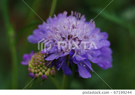 July Ashikaga 95 Scabiosa (Pinegrass grass), Matsushima family, Ashikaga Flower Park July Ashikaga 95 Scabiosa (Pinegrass grass), Matsushima family, Ashikaga Flower Park 67199244