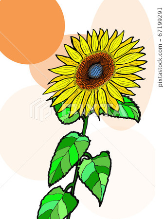 向日葵 67199291