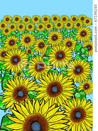 Sunflower field Sunflower field 67199293