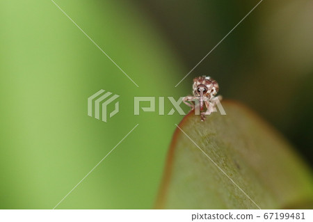 生物昆蟲杜鵑象鼻蟲,正面。大眼睛,長鼻子(嘴),臉和身體都是圓形的 生物昆蟲杜鵑象鼻蟲,正面。大眼睛,長鼻子(嘴),臉和身體都是圓形的 67199481