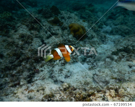 Clownfish swimming in the ocean 67199534