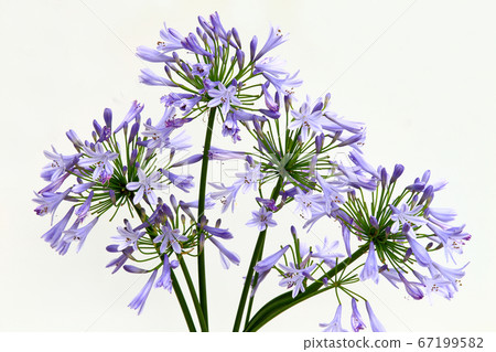  Agapanthus 67199582