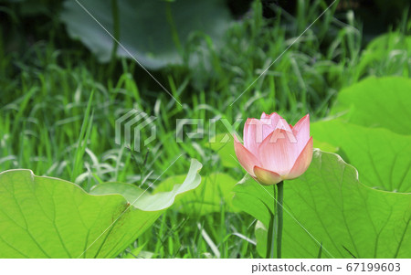 Ancient lotus flower blooming in lotus pond in Kasugai city (Aichi prefecture) 67199603