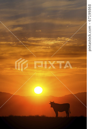 Cow and Asahi Cow and Asahi 67199868