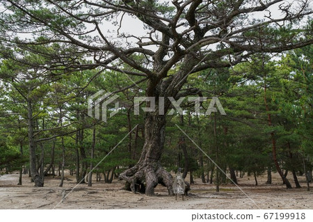 連根拔起的松樹 67199918