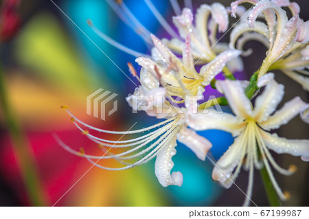 Cluster amaryllis autumn image 67199987