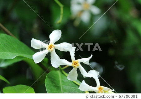 手塚（Teikatsuka），鮮花的季節即將結束 67200091