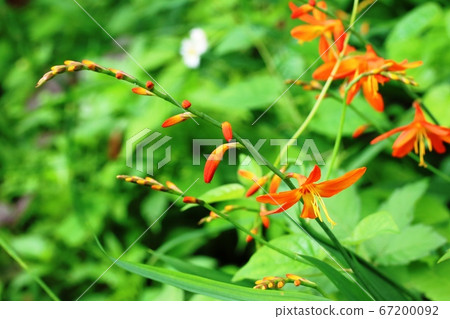 姬草木水泉，今年開始開花 67200092
