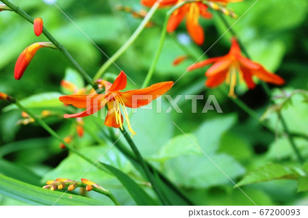 姬草木水泉,今年開始開花 姬草木水泉,今年開始開花 67200093