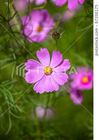 Cosmos field autumn image 67200175