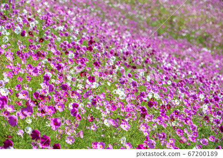 Cosmos field autumn image Cosmos field autumn image 67200189