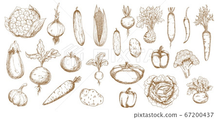 Vegetable isolated sketches of farm veggie food Vegetable isolated sketches of farm veggie food 67200437