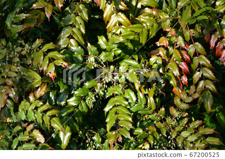 春天冬青南天的照片 67200525