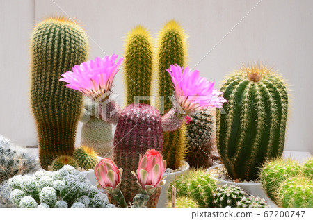 Cactus flower Cactus flower 67200747