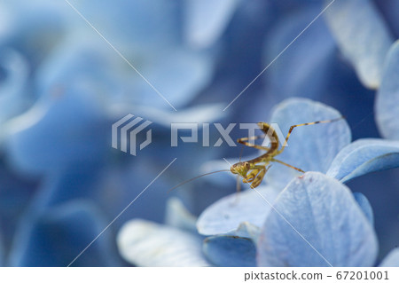 Hydrangea and child mantis 67201001