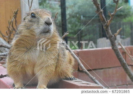 草原土撥鼠 草原土撥鼠 67201865