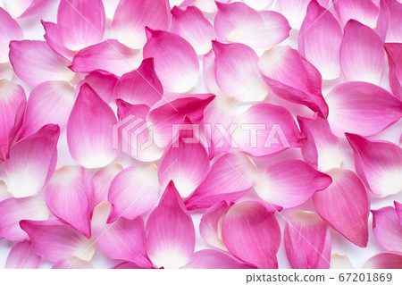 Pink lotus petals on white background. 67201869