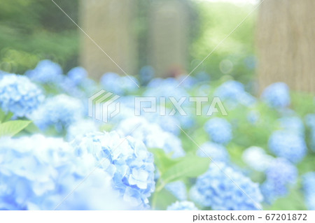 hydrangea hydrangea 67201872