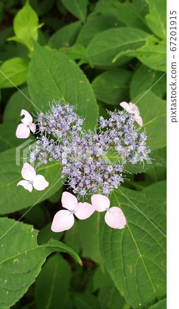 The fresh hydrangea is beautiful even when alone. 67201915