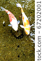 Moth 67202001
