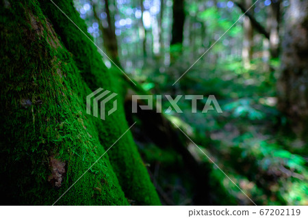 Moss Forest: Shirakomaike 67202119