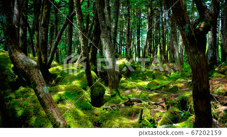 苔蘚森林：白rak池 67202159