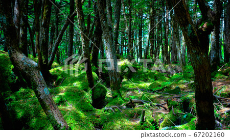 苔蘚森林：白rak池 67202160