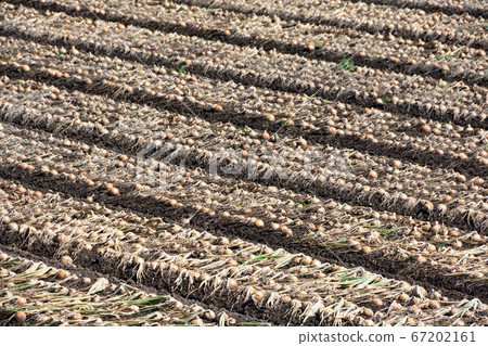 Onion field before harvest Onion field before harvest 67202161