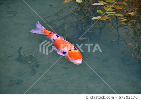 彩色鯉魚 67202176