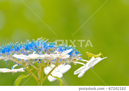 繡球花欣賞 67202182