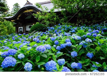 Unsho-ji Temple Oga City, where the grounds overflow with hydrangeas Unsho-ji Temple Oga City, where the grounds overflow with hydrangeas 67202193
