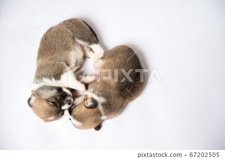 Corgi Baby Corgi Baby 67202505