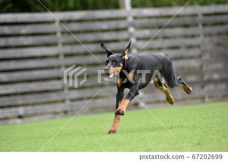 杜賓狗玩狗奔跑 67202699