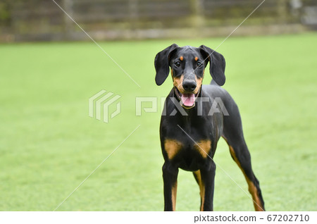 杜賓狗玩狗奔跑 67202710