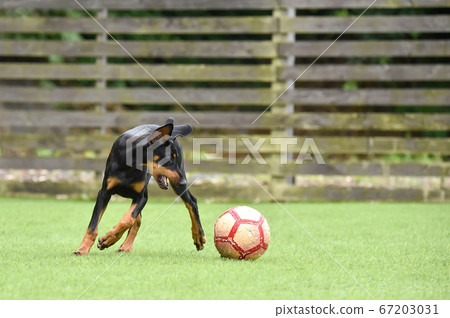 Doberman Puppy playing with a ball Doberman Puppy playing with a ball 67203031