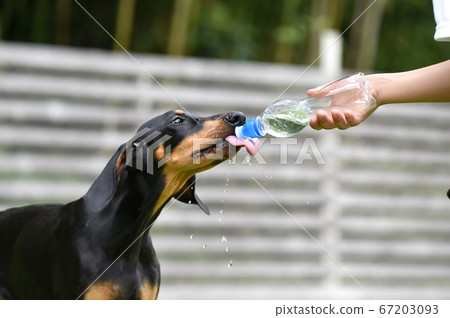 杜賓小狗喝水。我們正在從塑料瓶補水。 杜賓小狗喝水。我們正在從塑料瓶補水。 67203093