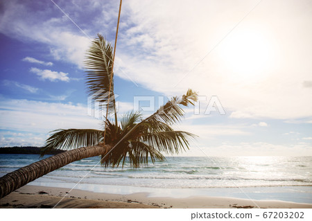 Coconut tree with sunlight. Coconut tree with sunlight. 67203202