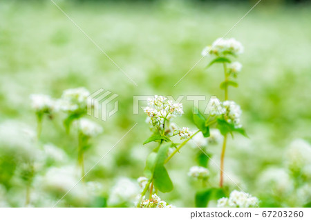 Summer soba flowers spread all over [Nagano Prefecture] 67203260
