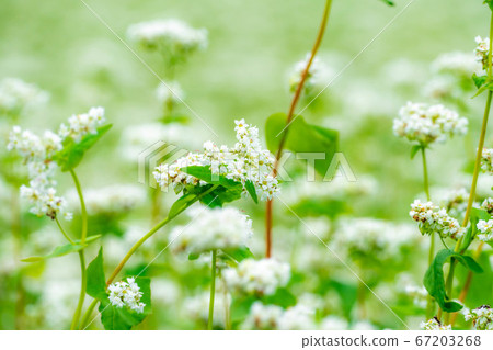 Summer soba flowers spread all over [Nagano Prefecture] 67203268
