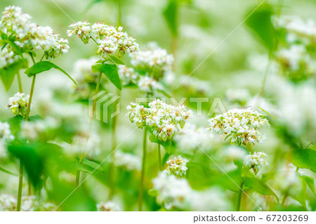 Summer soba flowers spread all over [Nagano Prefecture] 67203269